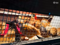 Chickens — foto 4