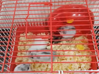 Cırtdan hamsterlər – qəfəs və aksesuarları ilə Məhsul təsviri: - — Foto 3
