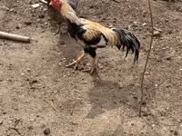 Chickens — photo 3