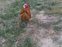 Dutch Bantam — photo 5