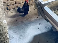 Chickens — 1-сурет
