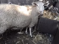 Qoyun, British  Milksheep — foto 1
