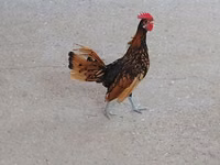 Chickens — zdjęcie 1