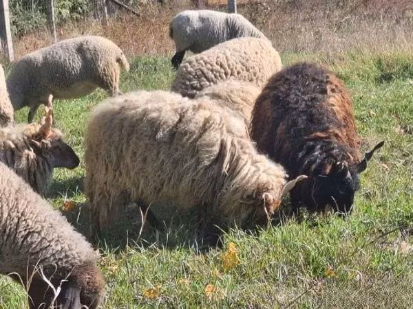 Carneiro, Racka sheep