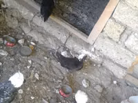Chickens — 2-rasm