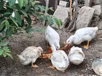 Ducks — foto 2