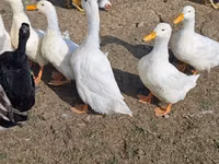 Německý pekin — foto 1