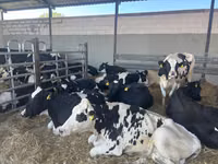 İnek, Holstein ırkı — foto 2