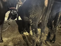 Vache, Race Holstein — photo 8