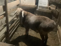 Oveja, Arashan sheep — foto 5