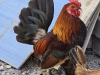 Chickens — foto 3