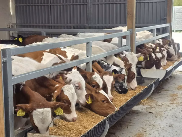 Buqa, Simmental cattle