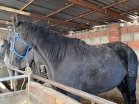 母马, Horses — 照片 3