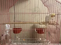 Quş qəfəsi – geniş və rahat model - Material: metal barmaqlıqlar — 照片 1