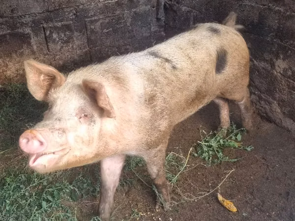 Boar, Pigs