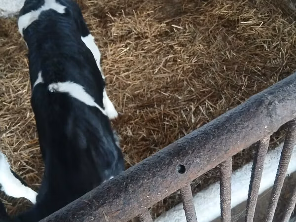 Vache, Russian Black pied cattle