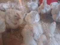 Chickens — फ़ोटो 3