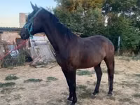 Stute, Nonius horse — Foto 2