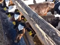 Toro, Ganado vacuno — foto 4