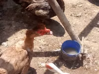 Geese — Foto 6