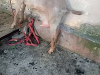 ஆண் வெள்ளாடு, Alpine goat — புகைப்படம் 5
