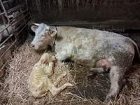 Byk, Charolais cattle — zdjęcie 2