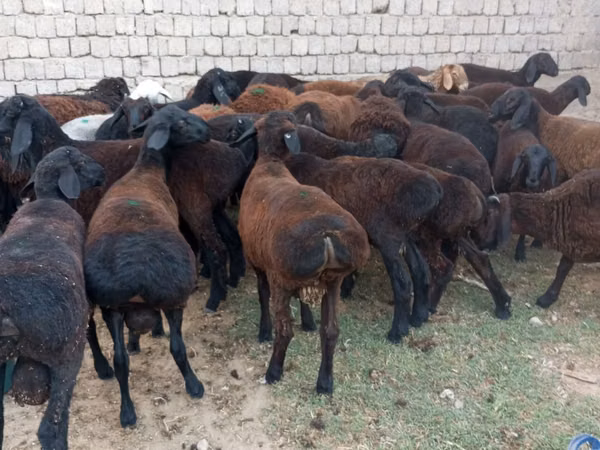 Koç, Blackheaded Persian sheep