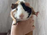 Ginepig +yuvasş + su qabısı ile birlikde sadece 60 manat Məhsul — الصورة 1
