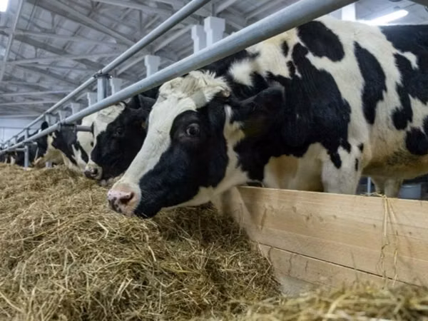 Krava, Russian Black pied cattle