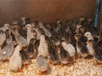 Guinea fowl — foto 3