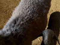 母羊, Sheep — 照片 1