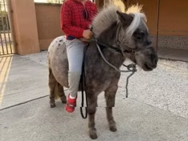 Kůň, Falabella
