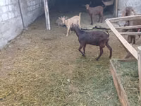 ஆண் வெள்ளாடு, Nubian Goat — புகைப்படம் 3