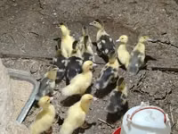 Ducks — zdjęcie 3
