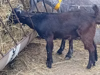 تيس, Damask goat — الصورة 5