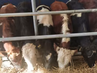 Taureau, Simmental cattle — photo 7