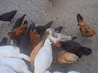 Amerikan Pekin — foto 1