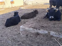 公牛, Russian Black pied cattle — 照片 2