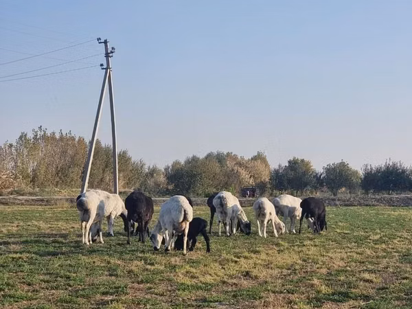 Койлор (партия, жынысы көрсөтүлгөн эмес), Койлор
