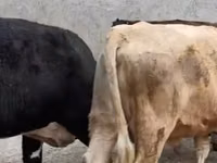 母牛, Cattle — 照片 1