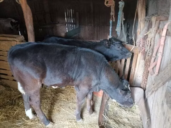 गाय, लिमोज़िन गाय