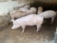 Świnie (partia, płeć nieokreślona) — zdjęcie 1