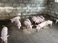 Eber, Schweine — Foto 1