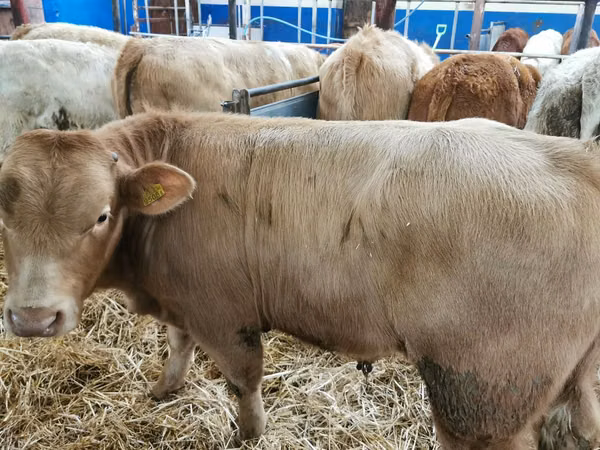 Bovinos (lote, sexo não especificado), Charolais cattle