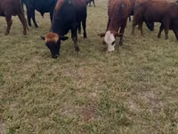 Bull, Swiss cattle — photo 1
