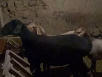 نعجة, Arashan sheep — الصورة 4
