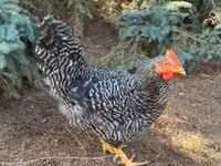 Chickens — zdjęcie 1