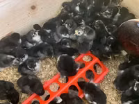 Australorp — photo 8