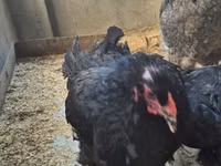 Brahma — foto 2