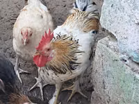 Chickens — foto 4